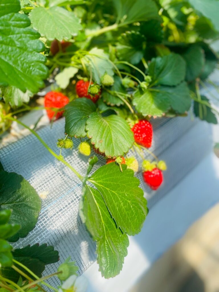 rubatoでいちご狩りに行きました🍓