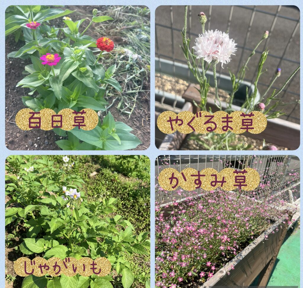 まなび畑のお花たち🌸