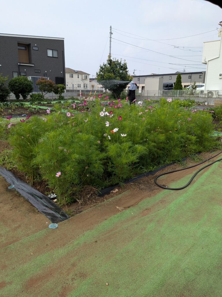まなび畑～安納芋植え付け🍠～