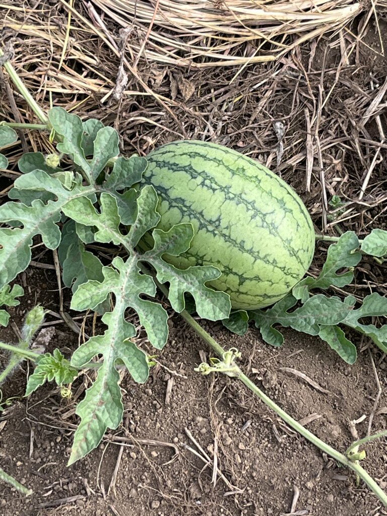 まなび畑～夏の代名詞が🤣～